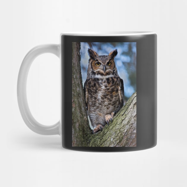 Great Horned Owl by dalekincaid